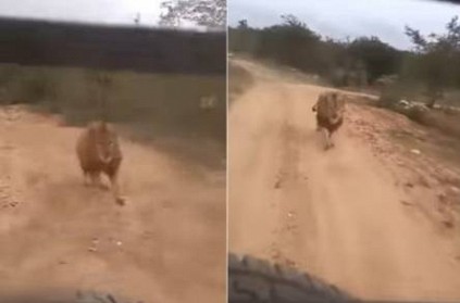 Lion Chases Tourists On Safari In Karnataka video goes viral
