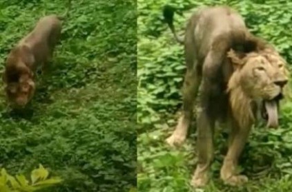 Lion eats grass at Gujarat Gir forest in Video goes viral