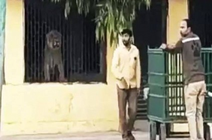 lion enters gujarat school video gone viral on twitter