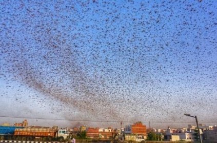 Locusts have invaded the Paryagraj area in Uttar Pradesh
