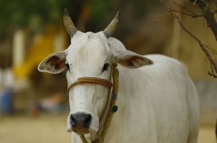 Madhya Pradesh government orders Use of cow urine phenol