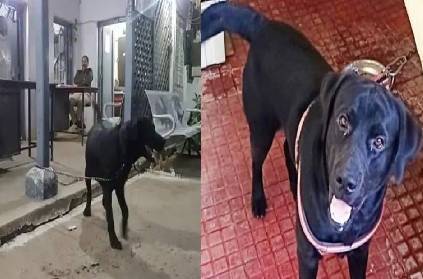 madhya pradesh labrador dog undergo dna test to end ownership dispute