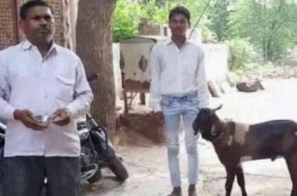 Male goat produces milk in Rajasthan\'s Dholpur Village