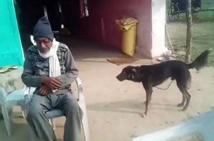 Man gives half his property to his pet dog in will