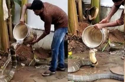 Man giving a bath to a huge king cobra video goes viral on Twitter