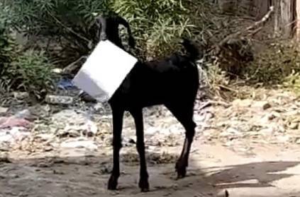 Man runs after goat that escaped with office files