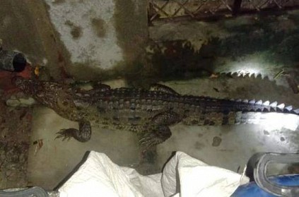 Man wakes up midnight and find Crocodile in bathroom