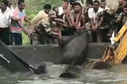 men rescued The little elephant who fell down in waterTank