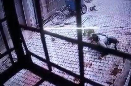 monkey gang attacks North indian for food, CCTV footage
