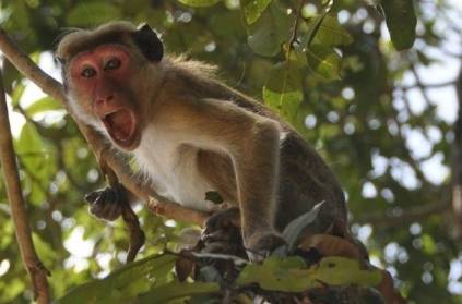 Monkey steals COVID-19 patients\' blood samples in Meerut