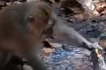 Monkey Tries to Fix Leaking Pipe With Dry Leaves video goes viral