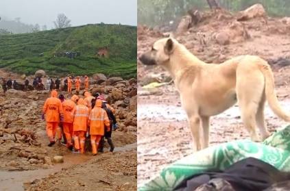 Munnar dog wander around landslide area in search of his owners