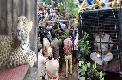 mysore forest dept rescue leopard from 100ft well
