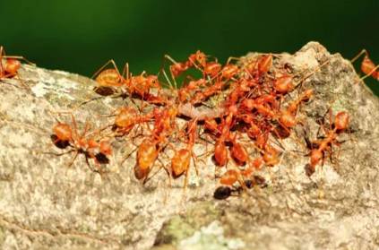Odisha court ordered decision use red ant chutney for corona