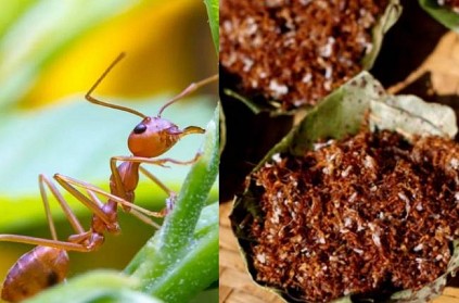 red ant chutney viral combination in odisha Mayurbhanj