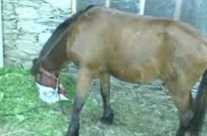 Officers isolated the horse in fear of corona
