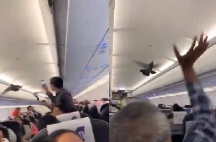 passengers shocked on seeing pigeons inside flight in gujarat