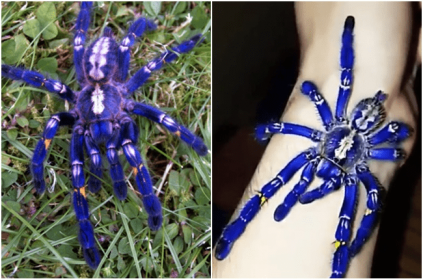 Peacock tarantula the only species of its kind have blue hair