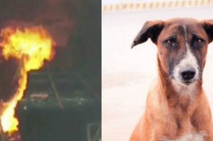 Pet dog in UP saved 30 people from horrific fire and died himself