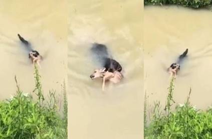 Dog saves baby deer from drowning video goes viral