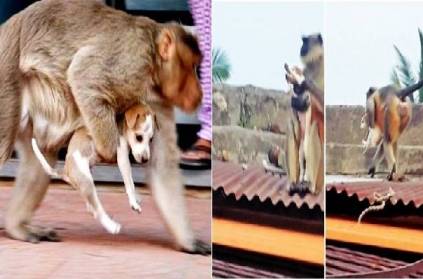 revengeful monkeys killing nearly 250 dog pups so far
