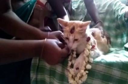pondicherry family celebrated nalungu for cat pregnant