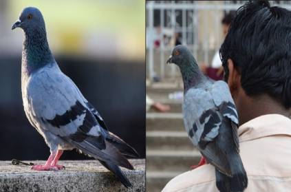 punjab Complain to file a lawsuit against the pigeon