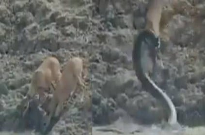 Python Leaps Out of water at lightning speed to attack deers