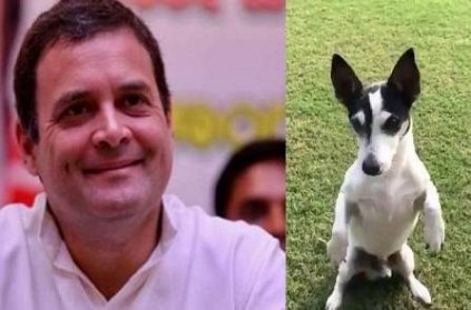 Rahul Gandhi takes his pet dog Pidi on a ride photo goes viral