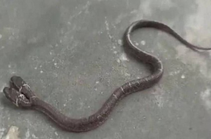 Rare snake with two heads found in Odisha Video goes viral