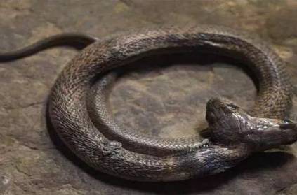 Rare two-headed cobra rescued in Uttarakhand’s Dehradun