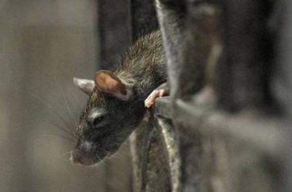 Rat bites off cancer patient’s toe in Agra govt hospital