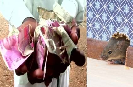 Rat came bites money kept for surgery in Telangana
