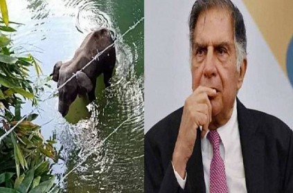 Ratan Tata condemns killing of pregnant elephant in Kerala