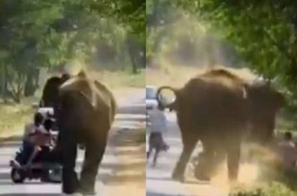 riders left and run for life after elephant charges at them video