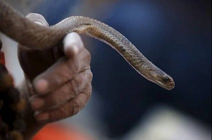 snake man bites man in up brother attend final rites