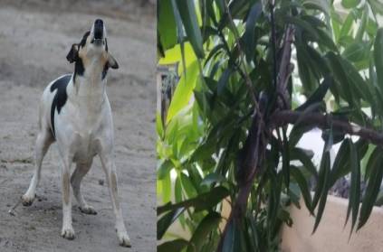 snake was found with the help of a pet dog in Pondicherry