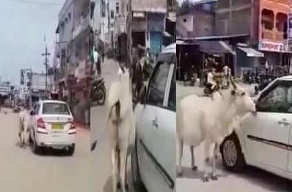 Telangana cow chasing tahsildar car for 30 mints viral video