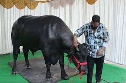 Telangana Karuda Buffalo worth 35 Crore draws much attention