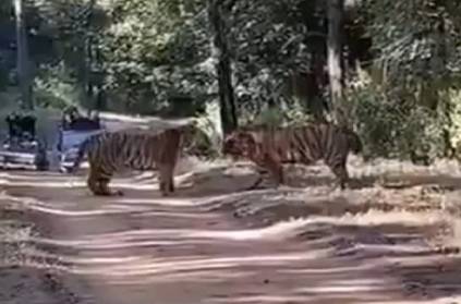 Territorial fight between two Tigers, Video goes Viral