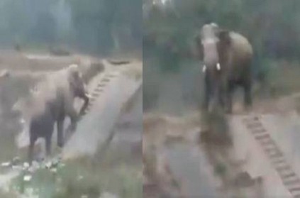 The elephant video released by a forest official has gone viral