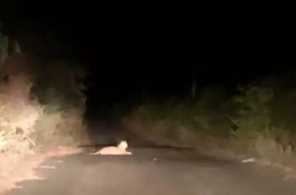 The leopard resting in the middle of the road - Traffic Freeze