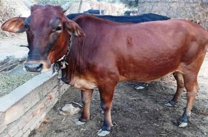 The man who explode the cow was arrested 10 days later