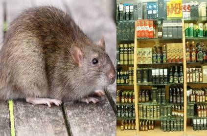 The rats who entered the liquor stores drank alcohol