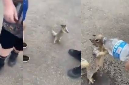 The squirrel raises its legs and asks for water, Video goes Viral