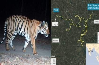 The tiger has traveled 2000 KM in search of a girlfriend