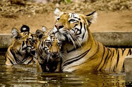 Three men arrested for killed Tigress, 2 Cubs by poisoning them