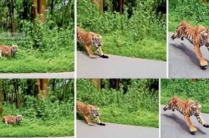 Tiger chases bike rider in Kerala video goes viral