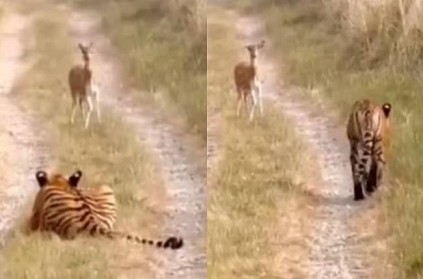 Tiger walks deer without attacking it video gone viral