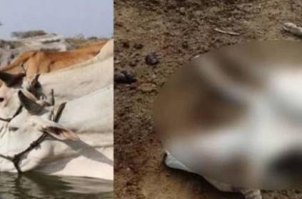 Twenty two cows died in a shelter in Kachhla area UP